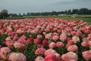 Adelman Peony Gardens - Flowers