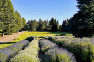 Barn Owl Nursery & Park