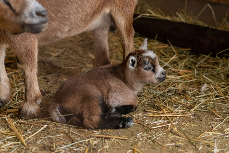 Farm Animals at Bauman's Farm & Garden Farm Animals at Bauman's Farm & Garden