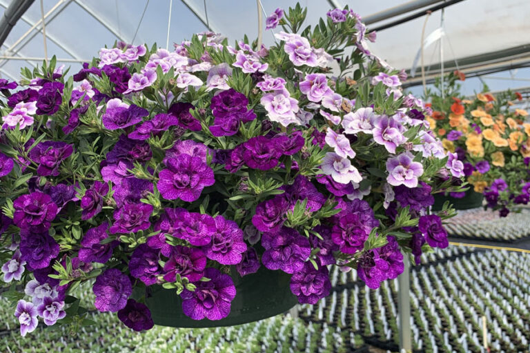 Beautiful Hanging Baskets at Bauman's Farm & Garden Beautiful Hanging Baskets at Bauman's Farm & Garden