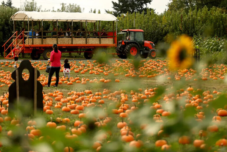 Hay Ride with Sunflowers at EZ Orchards Hay Ride with Sunflowers at EZ Orchards