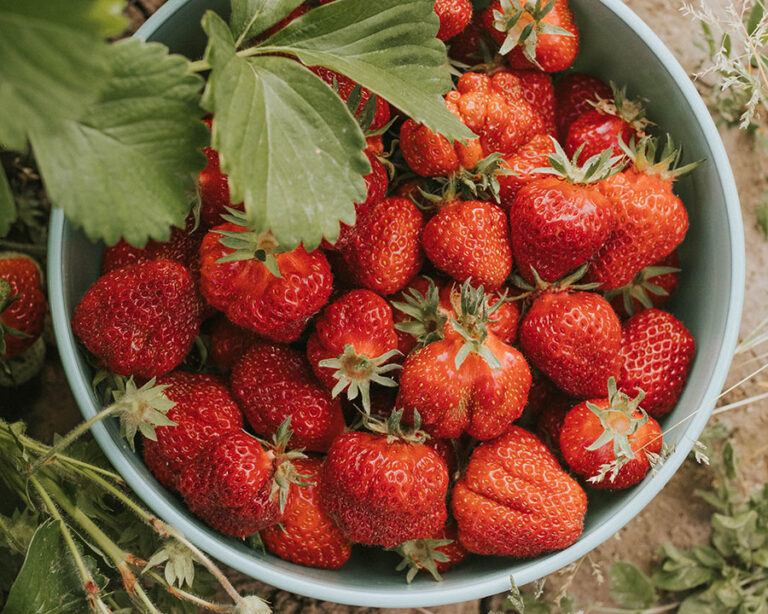 Strawberries at Koch Family Farm