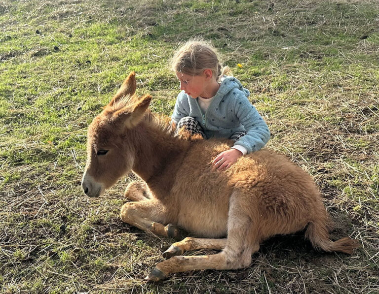 Miniature Donkey with Girl at Tollen Farm