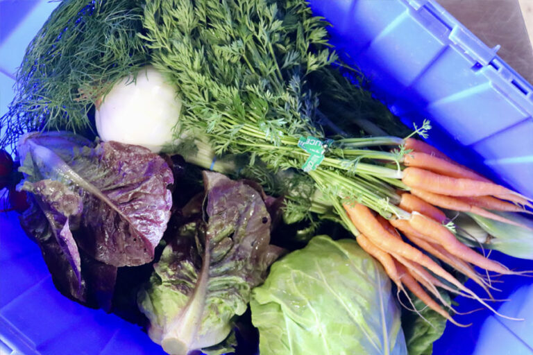 Fresh Vegetables at Source Farms in Oregon