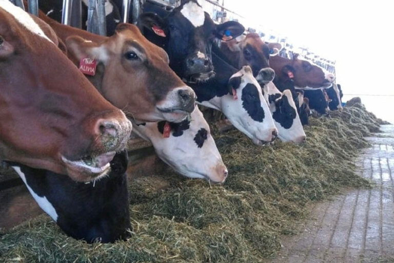 Cows at TMK Creamery in Oregon