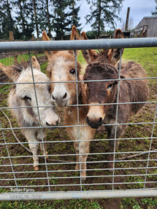Tollen Farm - Cute Miniature Donkeys