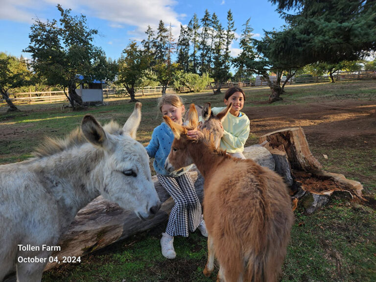 Kids petting miniature donkeys at Tollen Farm
