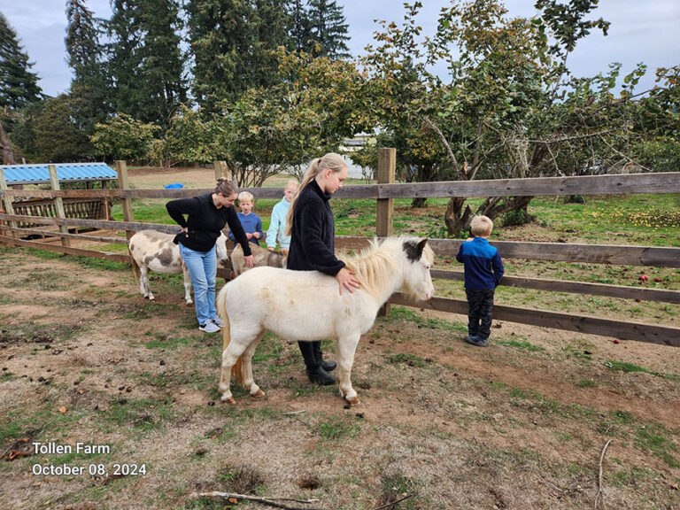 Petting Miniature Donkeys at Tollen Farm