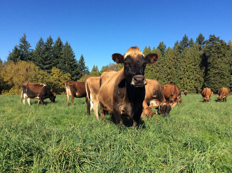 Cows at Lady Lane Farm