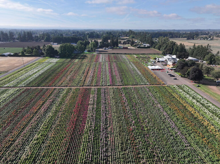 Field Swan Island Dahlias Field Swan Island Dahlias