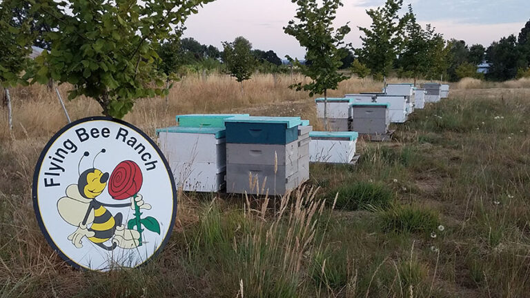 Flying Bee Ranch Hives Flying Bee Ranch Hives