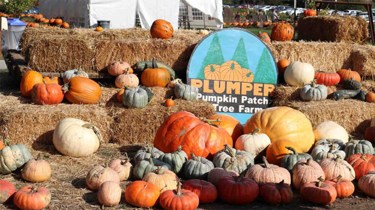 Plumper Pumpkin Patch & Tree Farm in Portland