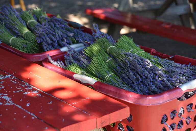 Lavender Harvest at Wayward Winds