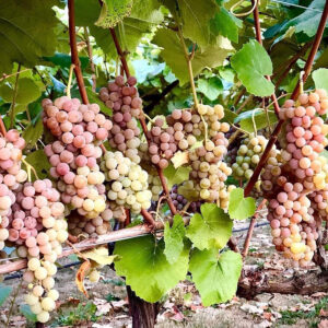 Organic Reliance Table Grapes in Oregon