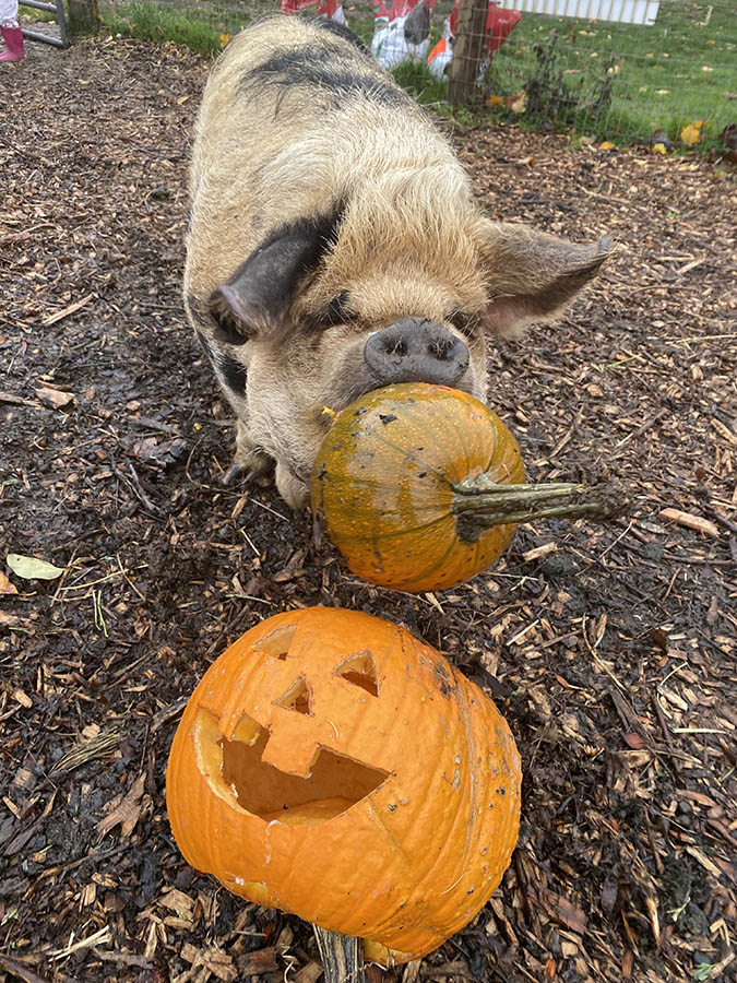 Triskelee Farm Fall Pumpkin & Pig