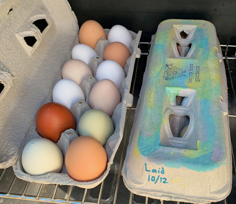 Fresh Farm Eggs in Aurora, Oregon at Happy Hen Gardens Fresh Farm Eggs in Aurora, Oregon at Happy Hen Gardens