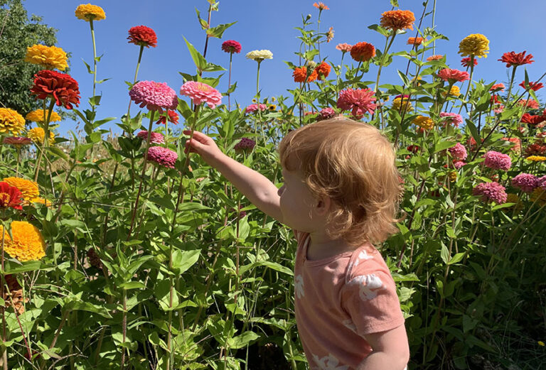 Oregon Flowers at Happy Hen Gardens Oregon Flowers at Happy Hen Gardens